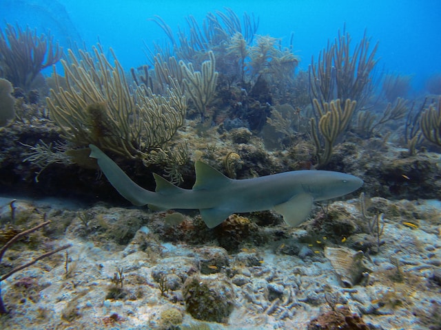 Dive with Shark in komodo National Park