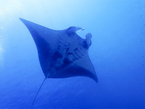 dive with manta ray in komodo