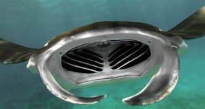 mouth of manta ray | manta dive komodo