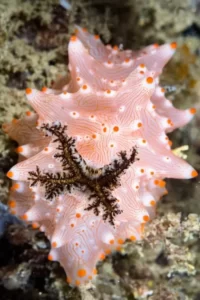 nudibranch macro dive komodo