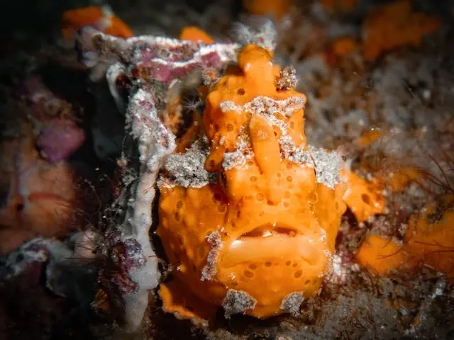 best dive sites in komodo reef dive and frogfish