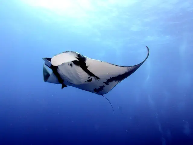 dive with manta ray in Komodo